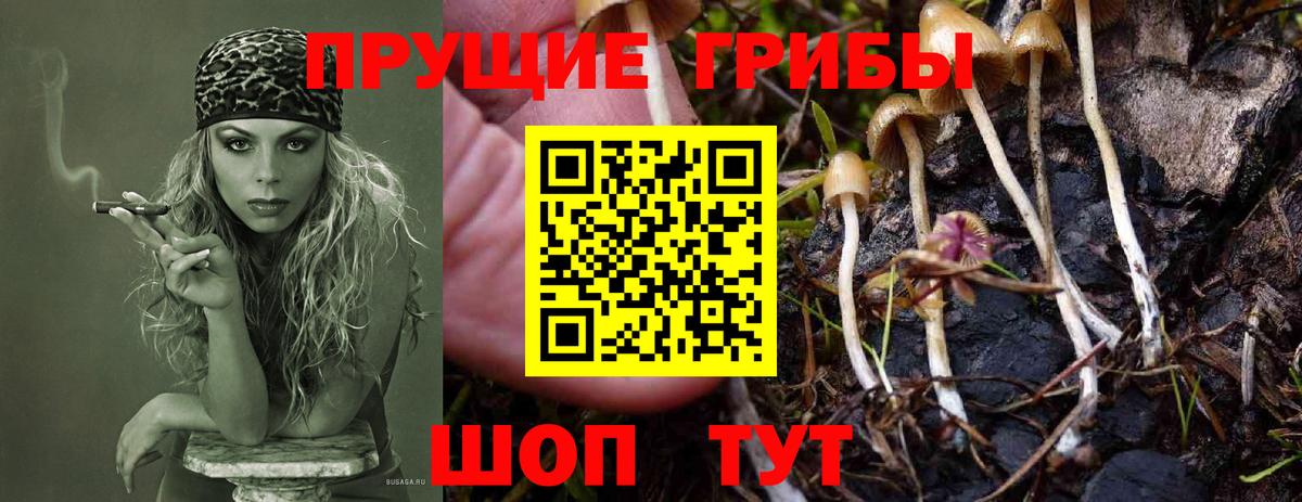 Истра  Псилоцибиновые грибы Psilocybine cubensis  Галлюциногенные грибы Psilocybine cubensis  Вход с VPN 